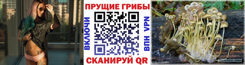 Псилоцибиновые грибы Psilocybe  Долгопрудный 
